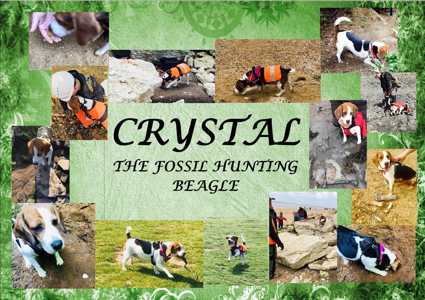 crystal the fossil hunting beagle